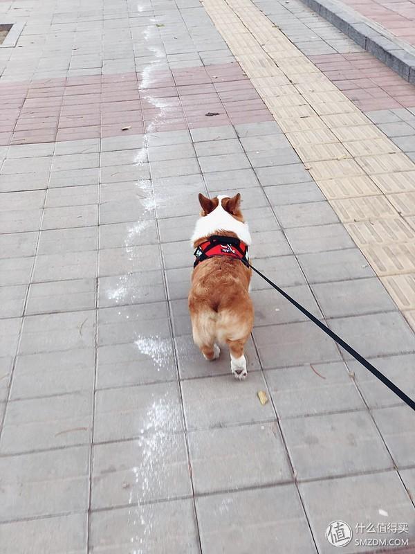 可爱的柯基怎么养成的，一步到位教你养好柯基狗