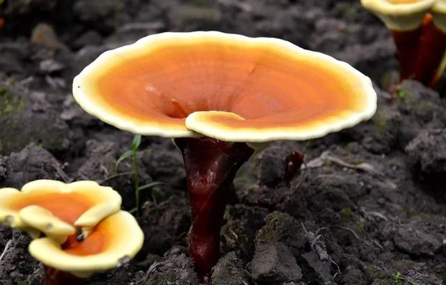 室内怎样种植灵芝，种灵芝遭全家嘲笑（在家里种灵芝的全部过程）