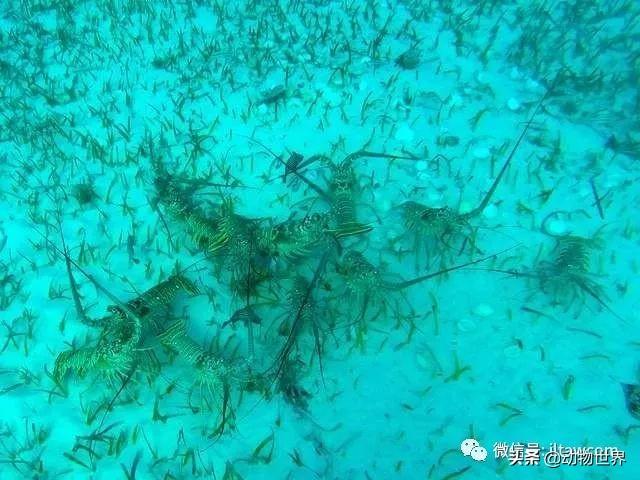 澳洲花斑龙虾，没有大螯的龙虾-眼斑龙虾