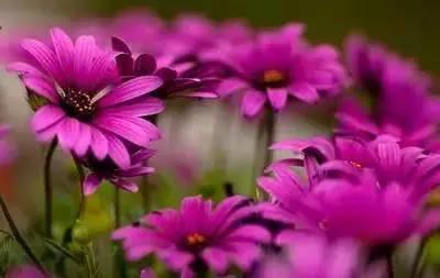 花语代表治愈的花，100种花的花语养养眼