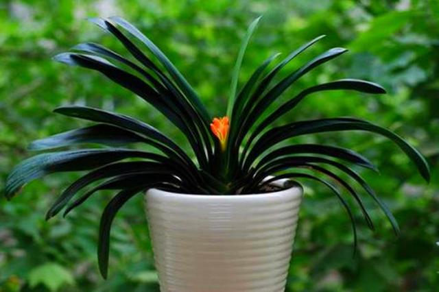 君子兰的花，君子兰一直是热门花