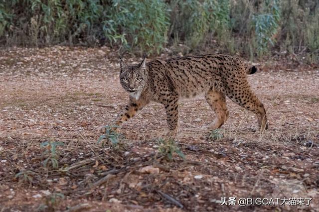 世界上最稀有几种野生猫科动物，会给两个国家的历史留下巨大污点