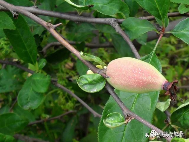 种的植物为什么有刺，浅谈植物的“刺”