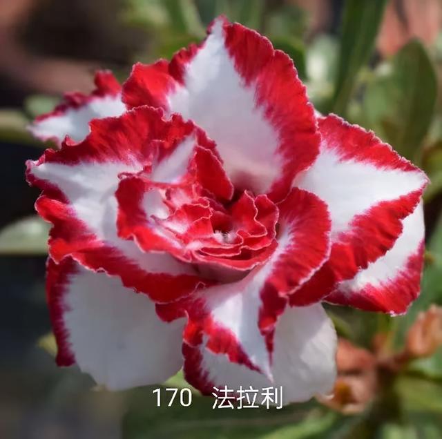 沙漠玫瑰怎么养，沙漠玫瑰的养殖方法多久能开花（真正会养的只需做5点）