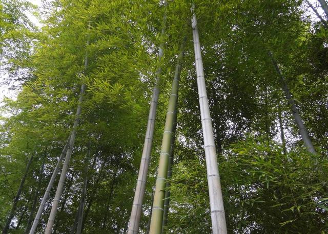 毛竹林优质丰产培育技术，毛竹林种植新消息