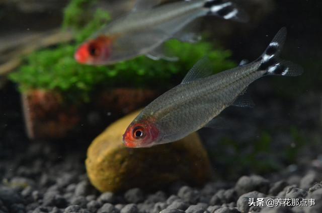 养殖热带鱼鱼缸如何装饰，在客厅养热带鱼