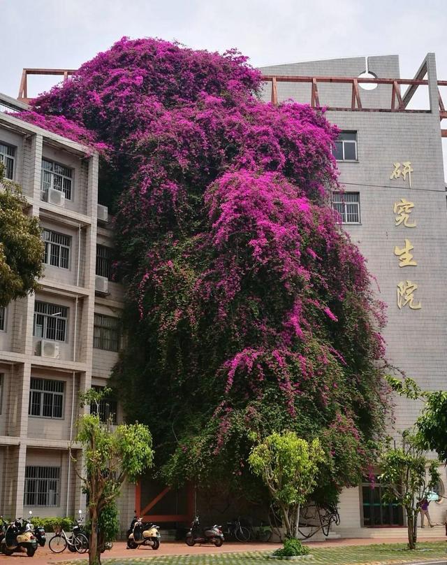 庭院中种什么爬藤花，院子里如果想搭设花廊架