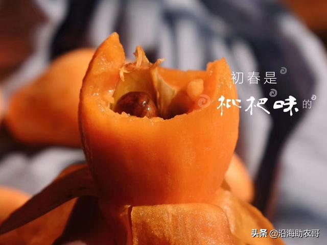 时令水果东山枇杷，果树上成熟的味道