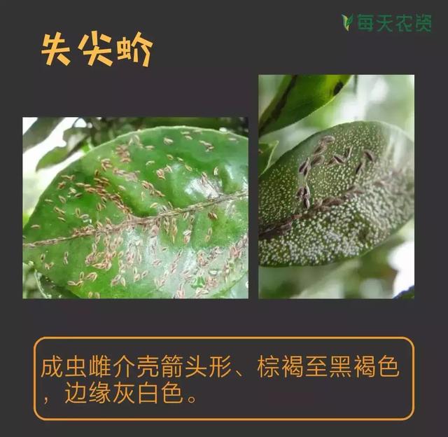 常见蚧类害虫汇总，蚧虫类虫害