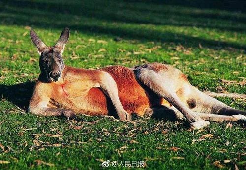 澳大利亚有些什么特产值得买，你不知道的国家冷知识