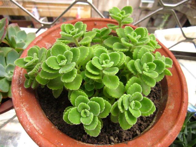 最适合家庭净化空气的花，17种公认的养人花