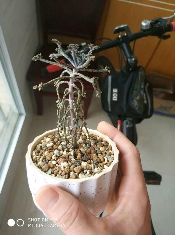 养着省心颜值高又爱长爆盆的多肉，这些多肉大普货