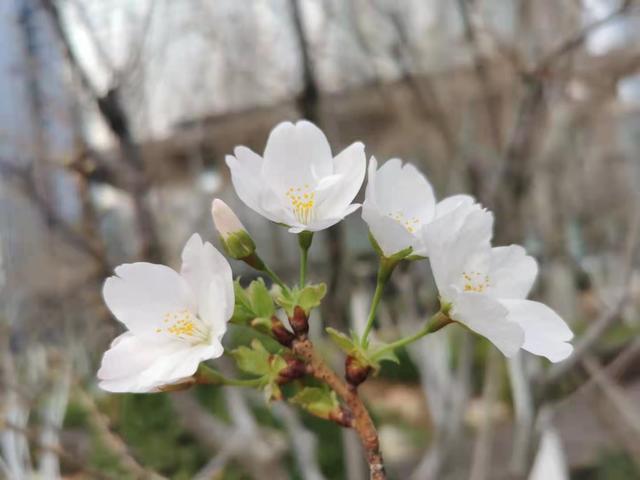 清明适合赏花的地方，纷纷春雨过后是最美人间四月天