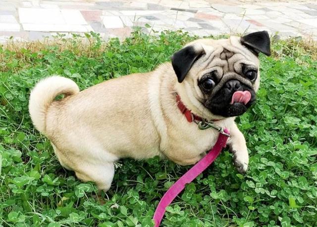 巴哥犬怎么训练，一年的巴哥犬训练方法（而是宠主没有做到这5点）