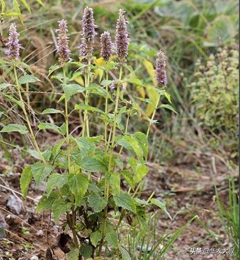 广东凉茶有哪些种类，再看10种广东凉茶的主要野生植物原料