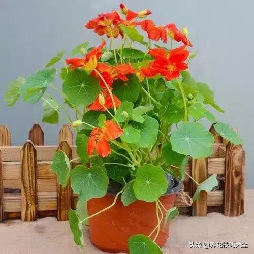 四季开花的花卉，十种四季开花的花卉有哪些（俏丽多姿的花卉）