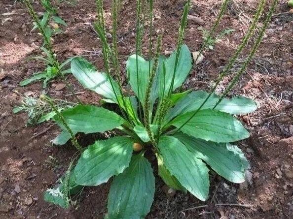 农村100种野菜图片，农村100种常见野菜（让你轻松认识各种野菜和吃法）