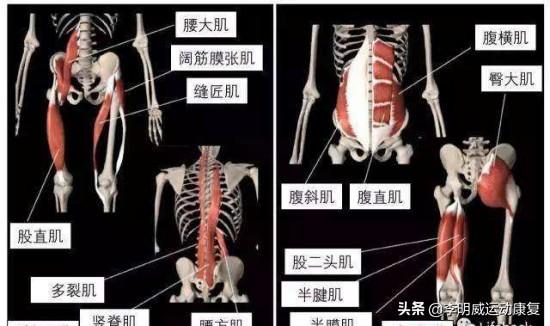 骨盆前倾怎么办，骨盆前倾三种办法（3个小动作缓解你的骨盆前倾）