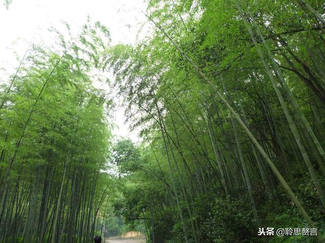 咏竹七绝诗词大全，七绝.竹五首