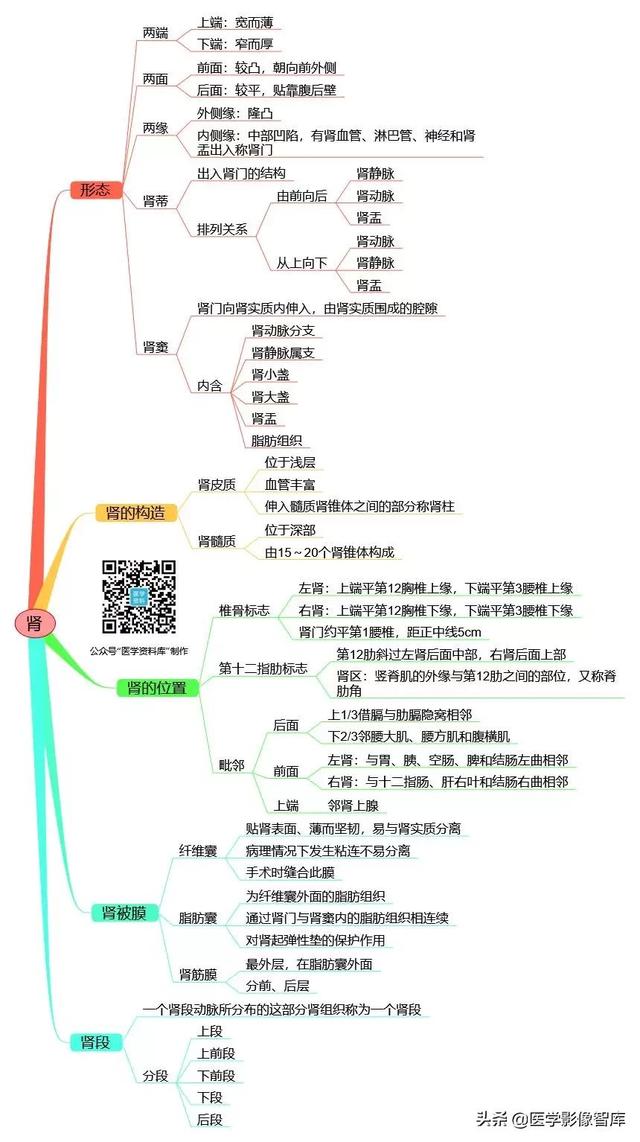 肾脏解剖结构讲解，浅话肾脏的解剖结构