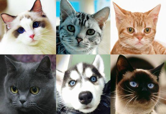 美瞳和隐形眼镜的区别，隐形眼镜和美瞳（隐形眼镜与美瞳区别）