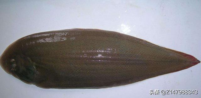 青岛餐桌常见的海货，比目鱼怎么吃出是活鱼