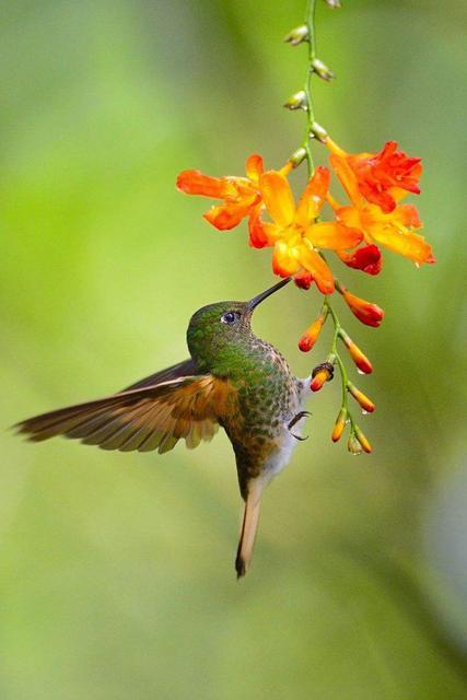 各国国鸟有哪些，世界各国国鸟大全
