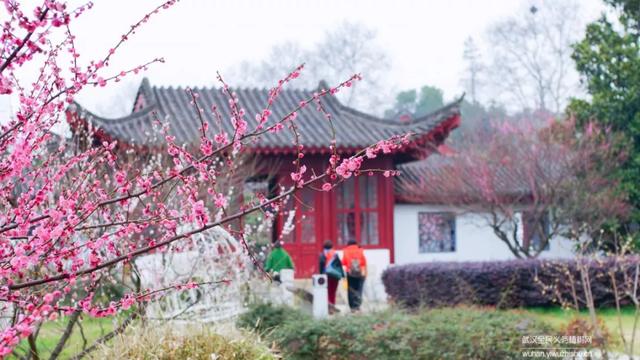 蜡梅与腊梅的区别，蜡梅是梅花吗究竟是（腊梅花与蜡梅有什么区别）