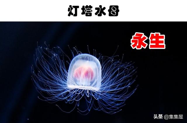 目前寿命最长的动物前十名，你知道哪种动物能活4000年吗