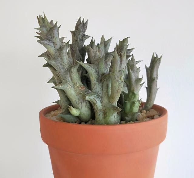 多肉植物怎么养有毒吗，多肉植物会致幻，再也不能养了