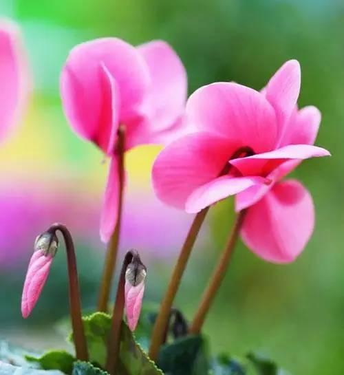 花语代表治愈的花，100种花的花语养养眼