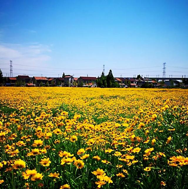 六月的菊花长啥样，一起去打卡西昌初夏美景