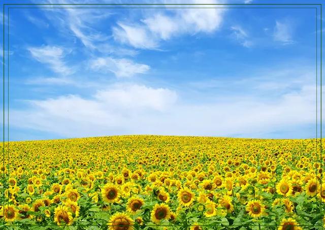 傲阳的诗句大全，倾阳丹心独自在