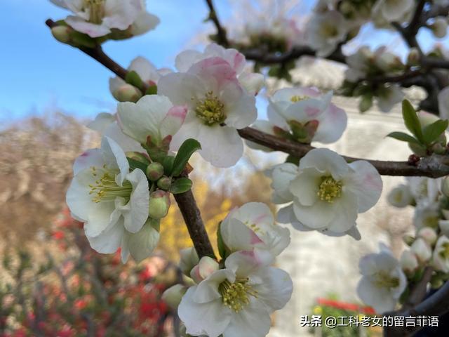 海棠哪个品种最好看，原来海棠有这么多品种