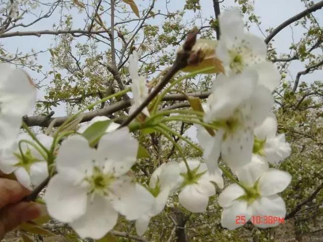 梨花几月份开花，梨花几月几号开始开花