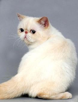 世界名猫品种，世界名猫品种大全