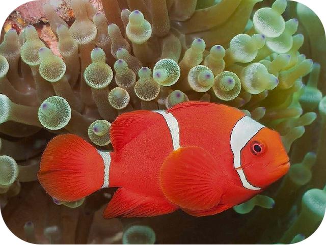 带你认识小丑鱼，小丑鱼是可爱的吗