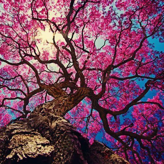 老树长新芽枯木又开花，枯木逢春老树开花