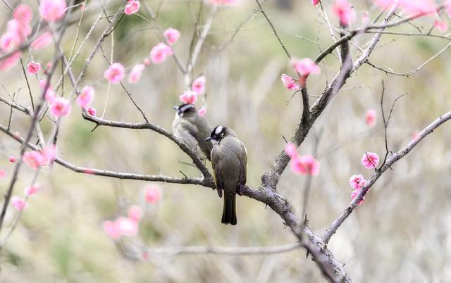 带有春风的诗词句有哪些，58句春风诗词送给你