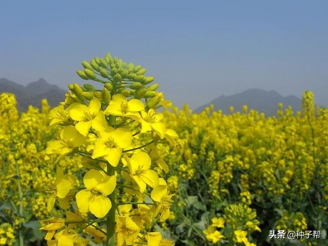 最佳油菜花观赏地，快来这里看油菜花海