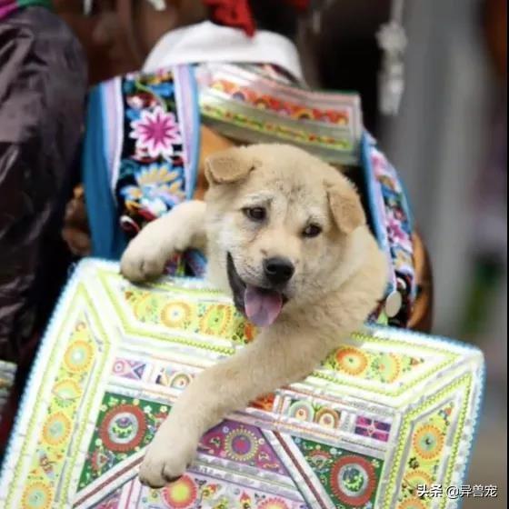 少数民族抬狗节，全世界最宠狗的民族
