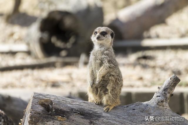 蝶尾生存环境，在饲养上有什么注意事项