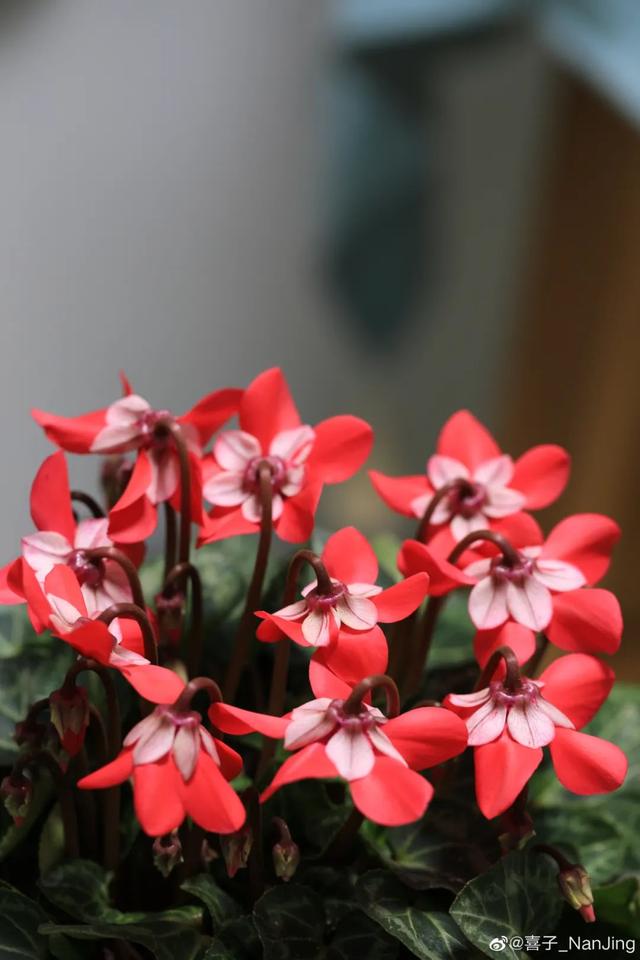 准备好迎接兔精灵，仙客来什么时候开花花期多长时间