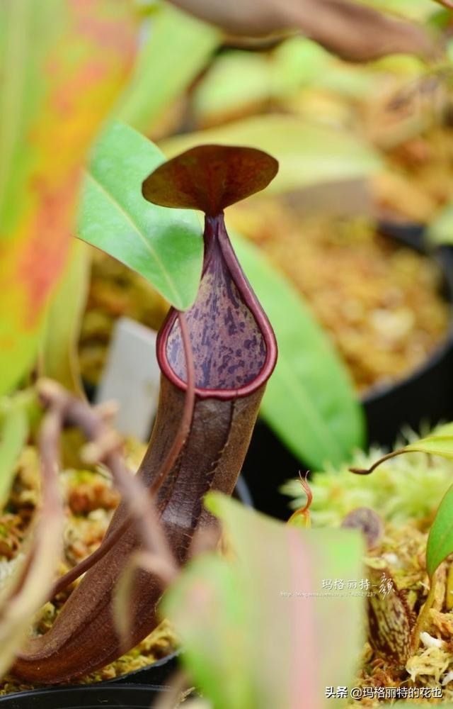 通向死亡的甜蜜诱惑，什么猪笼草是最好养（大量吸食它，可致人瘫痪、死亡）