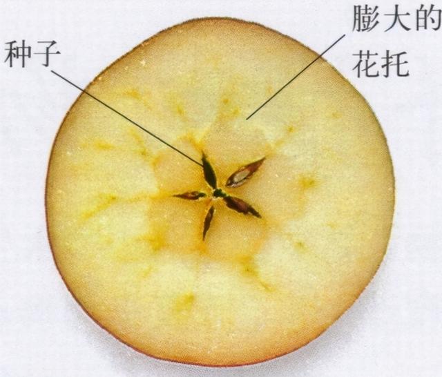 红色水果大全30种，常见的30种水果