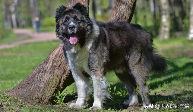 犬科动物有哪些，犬科动物排行榜