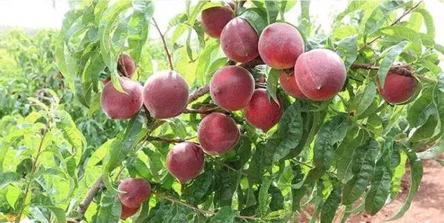 吃过云南这十种名果的人，云南十种野果吃法