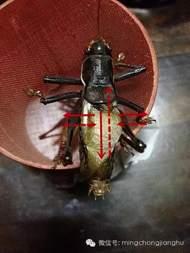 冬天和春天的蝈蝈有区别吗，这篇文章讲清楚了