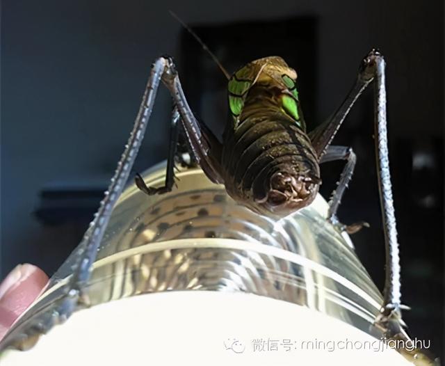 冬天和春天的蝈蝈有区别吗，这篇文章讲清楚了