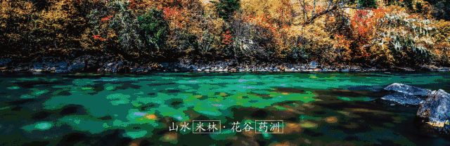 姬松茸十种吃法，林芝松茸的一万种